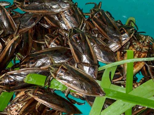 Lethocerus indicus